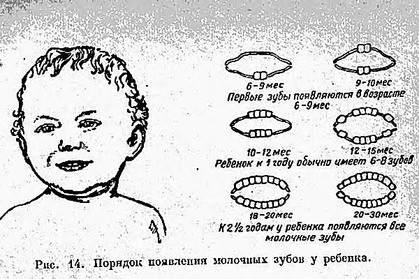 Схема порядка появления зубов у детей — Домоводство, 1957 г.
