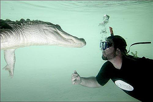 Шоу с крокодилами Шона Маннинга в Майами.