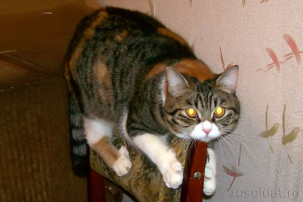Кошка второй день отказывается слезать со спинки стула, утверждая, что ей и так удобно. А у самой уже глаза повылазили.