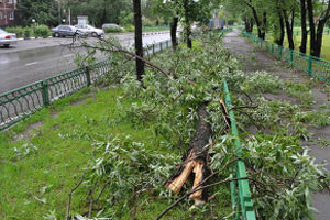 Ураган в Москве повалил около 1000 деревьев