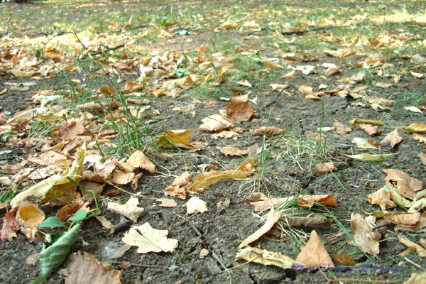 В парке Царицыно потрескалась пересохшая земля.