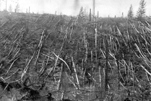 Поваленные взрывом деревья в тайге