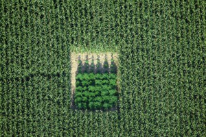 Конопля в кукурузном поле. Фото Aerial Photography, flickr.com.